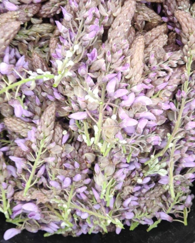 葛花菜，葛花菜，葛花菜葛花菜葛花菜