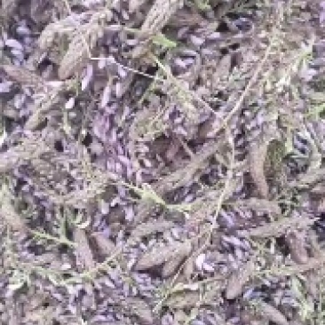 葛花菜，葛花菜，葛花菜葛花菜葛花菜