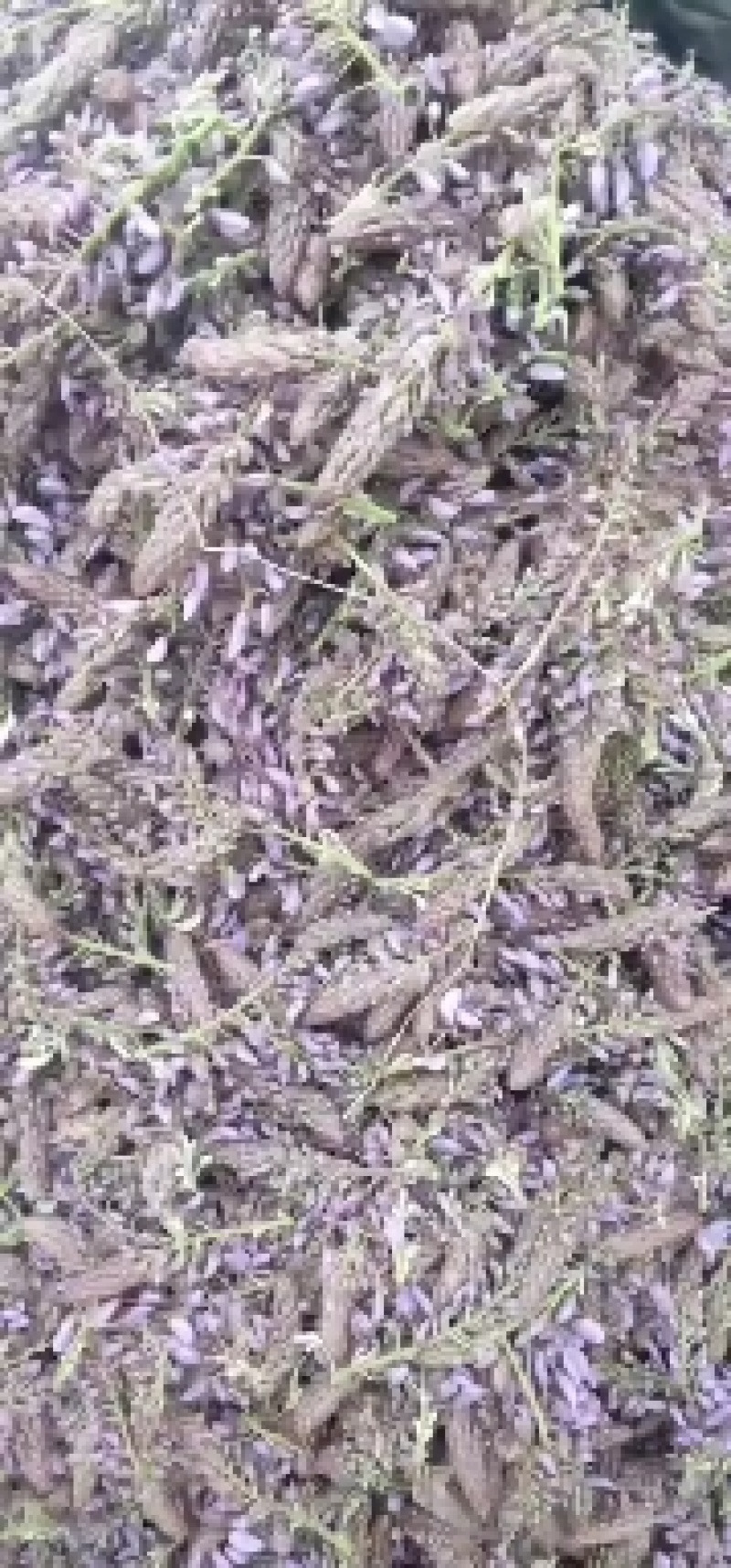 葛花菜，葛花菜，葛花菜葛花菜葛花菜
