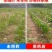 33%烟嘧磺隆硝磺草酮莠去津玉米田苗后安全除杂草除草剂