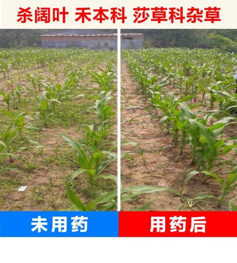 33%烟嘧磺隆硝磺草酮莠去津玉米田苗后安全除杂草除草剂
