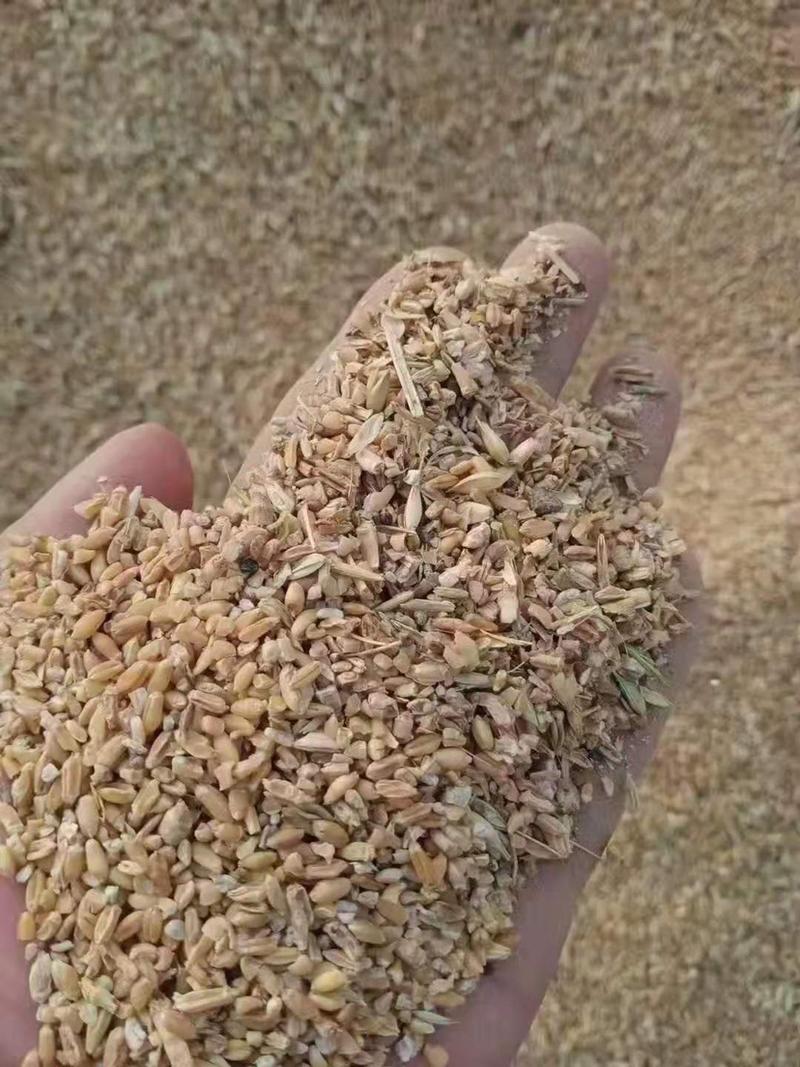 碎玉米碎小麦无土无霉变量大优惠保质保量欢迎咨询