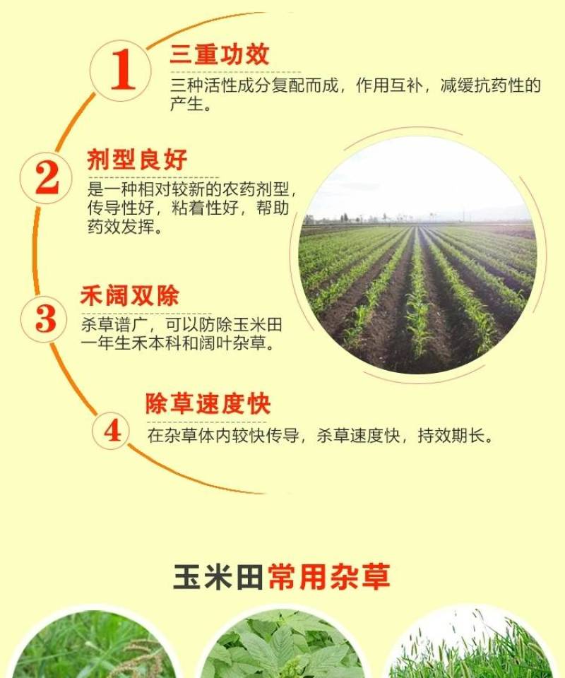 33%烟嘧磺隆硝磺草酮莠去津玉米田苗后安全除杂草除草剂