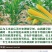 33%烟嘧磺隆硝磺草酮莠去津玉米田苗后安全除杂草除草剂
