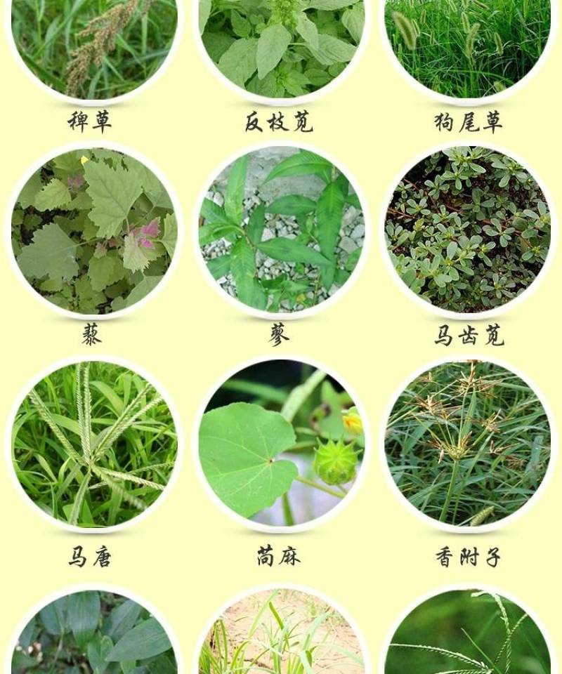 33%烟嘧磺隆硝磺草酮莠去津玉米田苗后安全除杂草除草剂