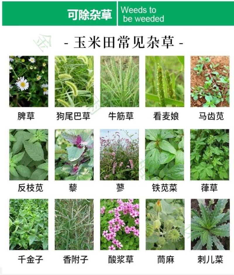 33%烟嘧磺隆硝磺草酮莠去津玉米田苗后安全除杂草除草剂