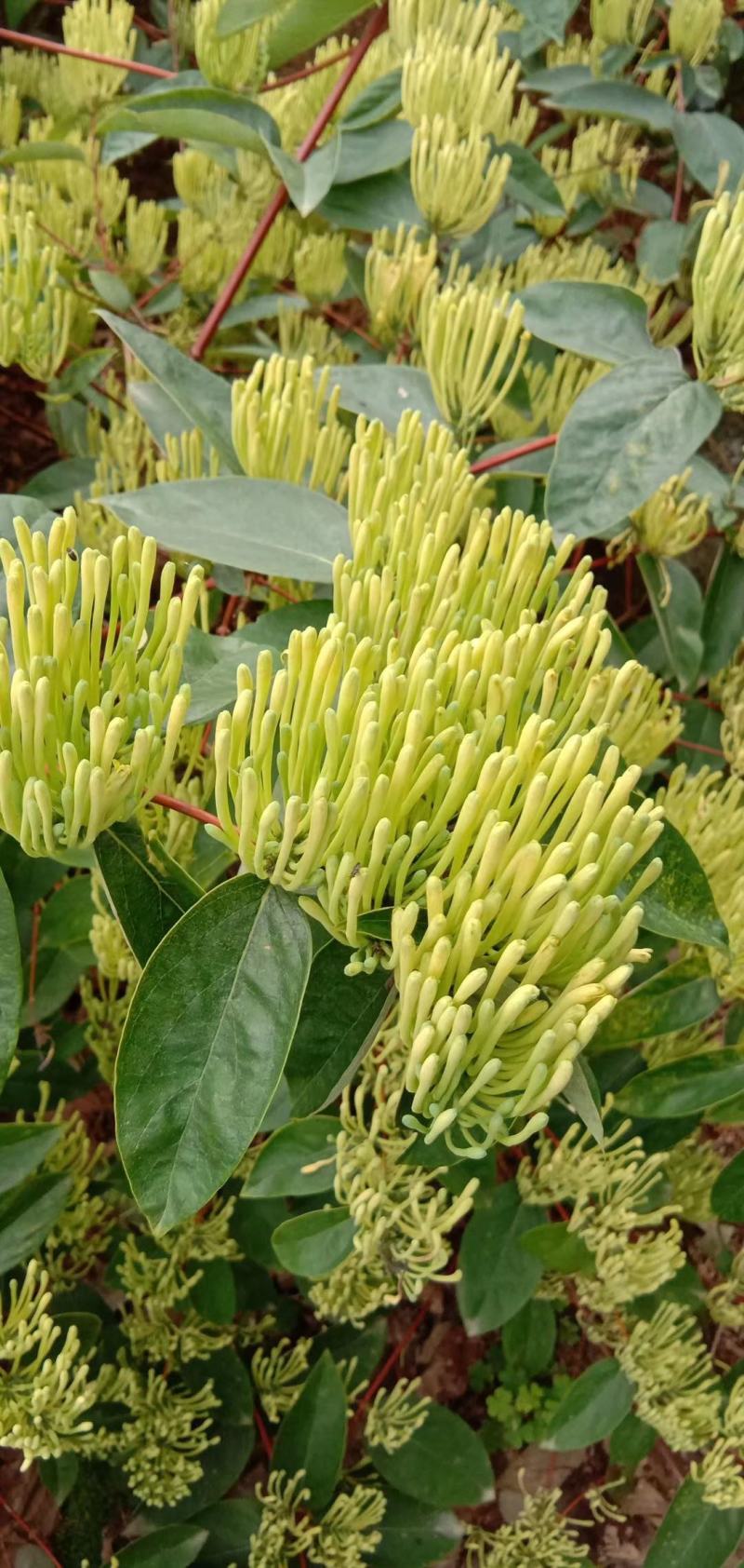 湘蕾5号青头，易成活易打理，产量高，可观赏入药做茶，包邮