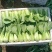 常年大量供应太和油菜，上海青电商，档口，食品厂欢迎致电咨