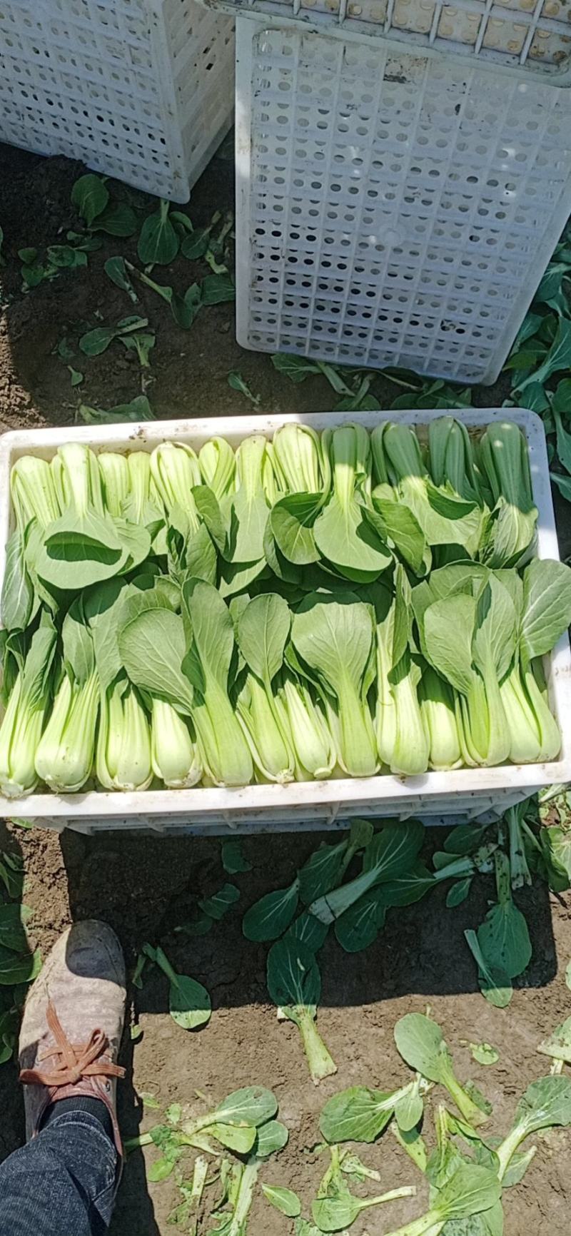 常年大量供应太和油菜，上海青电商，档口，食品厂欢迎致电咨