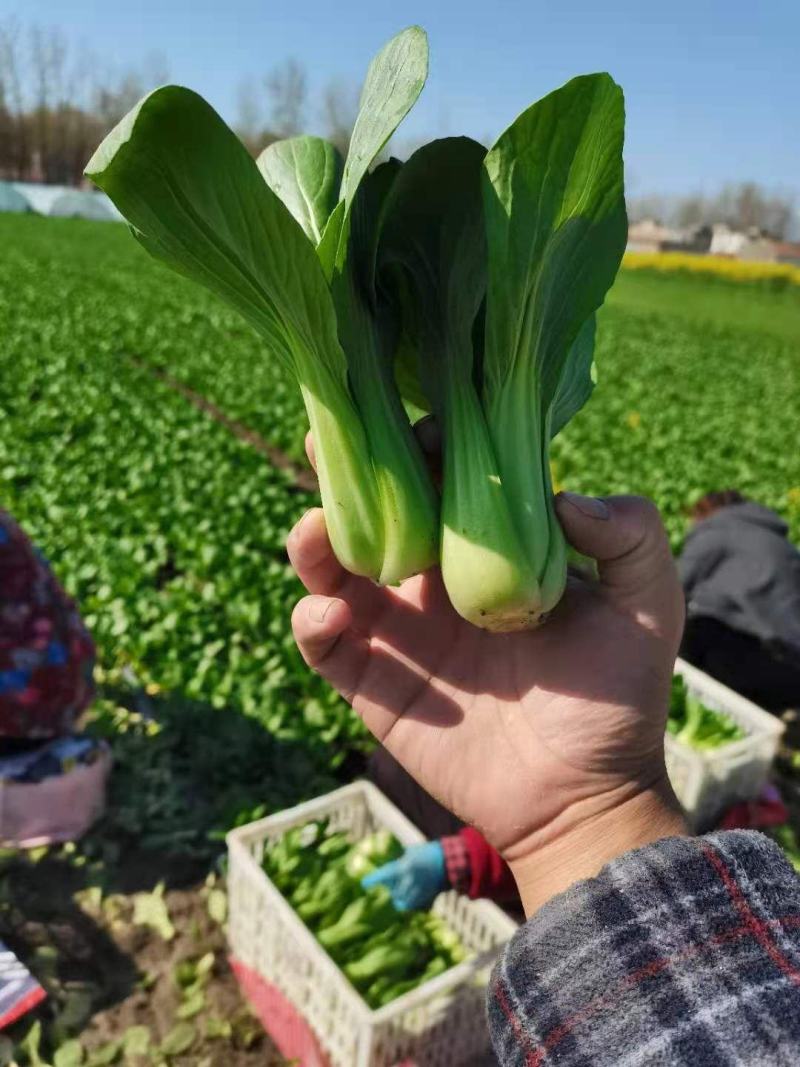 常年大量供应太和油菜，上海青电商，档口，食品厂欢迎致电咨