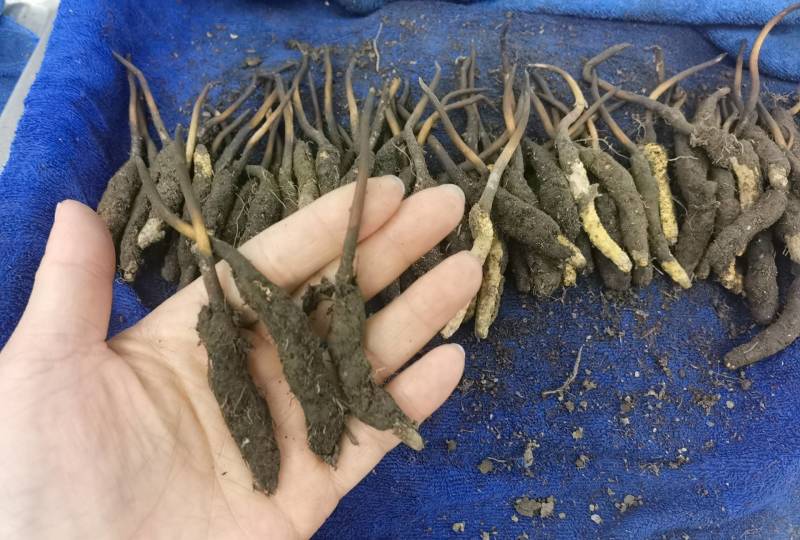 头茬新鲜冬虫夏草2022年新上市，已调价联系客服实时报价