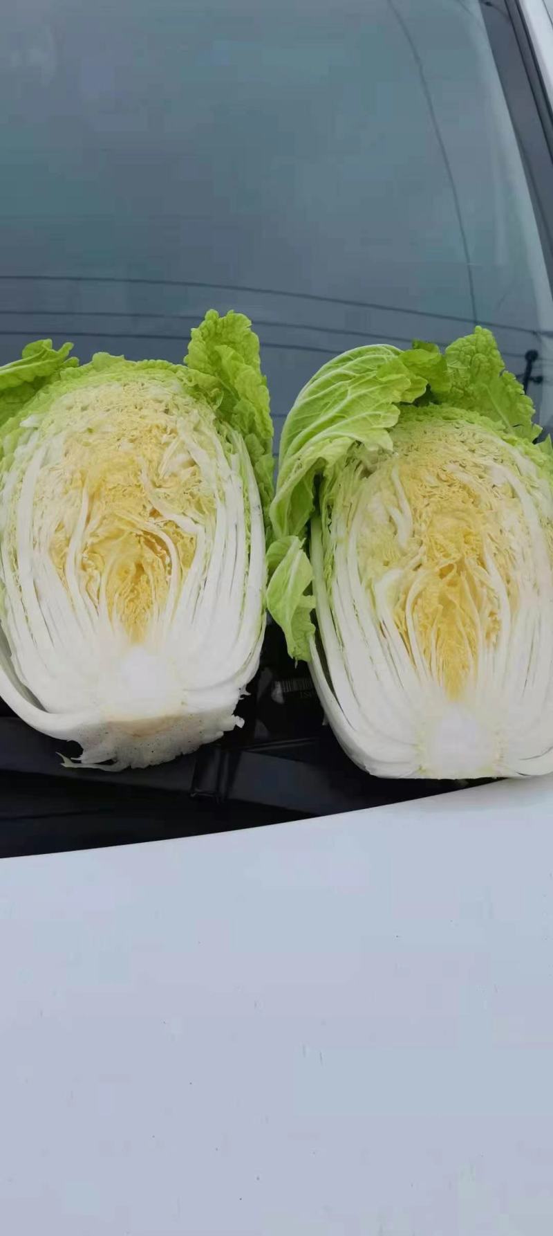 韩国黄心白菜产地供应，互力供赢，产地直销，量大从优