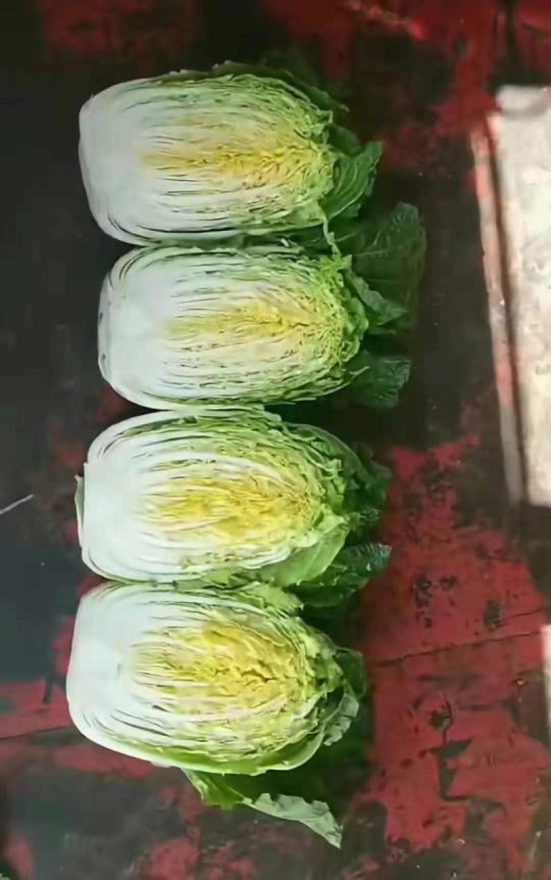 韩国黄心白菜产地供应，互力供赢，产地直销，量大从优