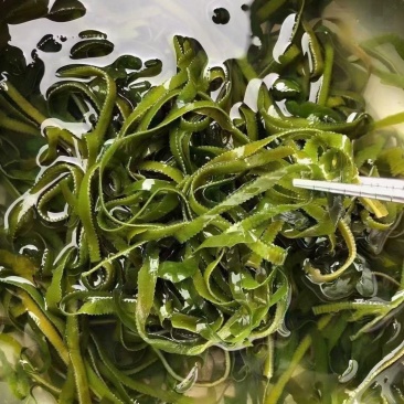 海带丝烘干海带丝厂家批发干海带丝价格便宜