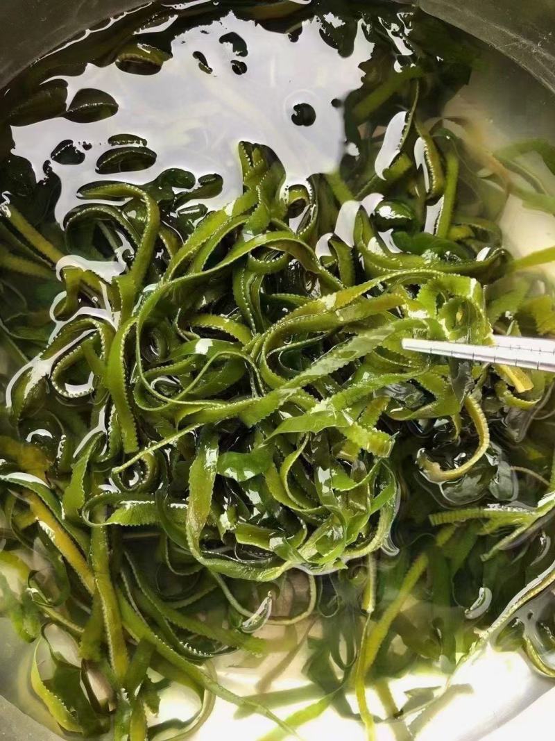 海带丝烘干海带丝厂家批发干海带丝价格便宜