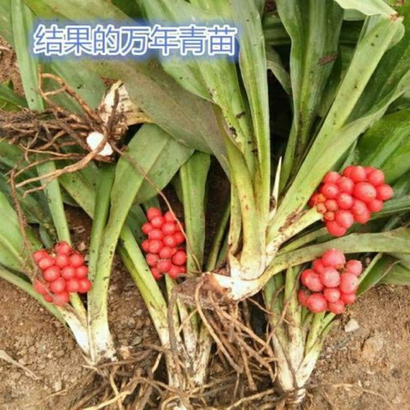 万年青叶，金边万年青，盆栽地栽乔迁之喜。