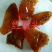 大量到货，菊花海蜇头、红蛰头、白花叶片海蜇头、蛰丝……