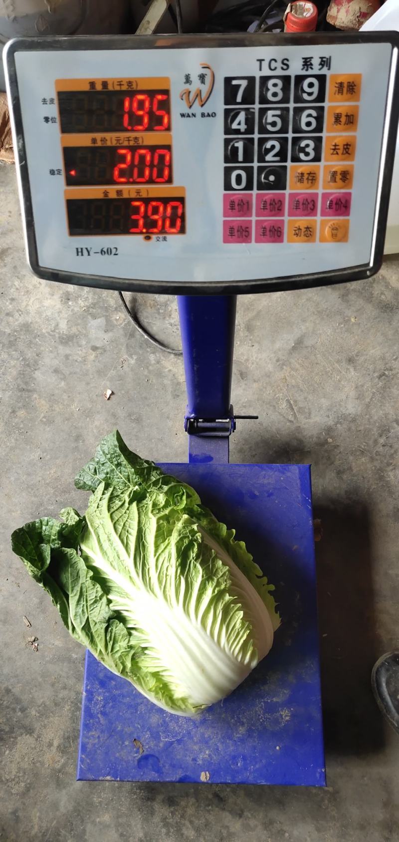 湖北山地王黄心菜，3～5斤，精品散装，袋装均可