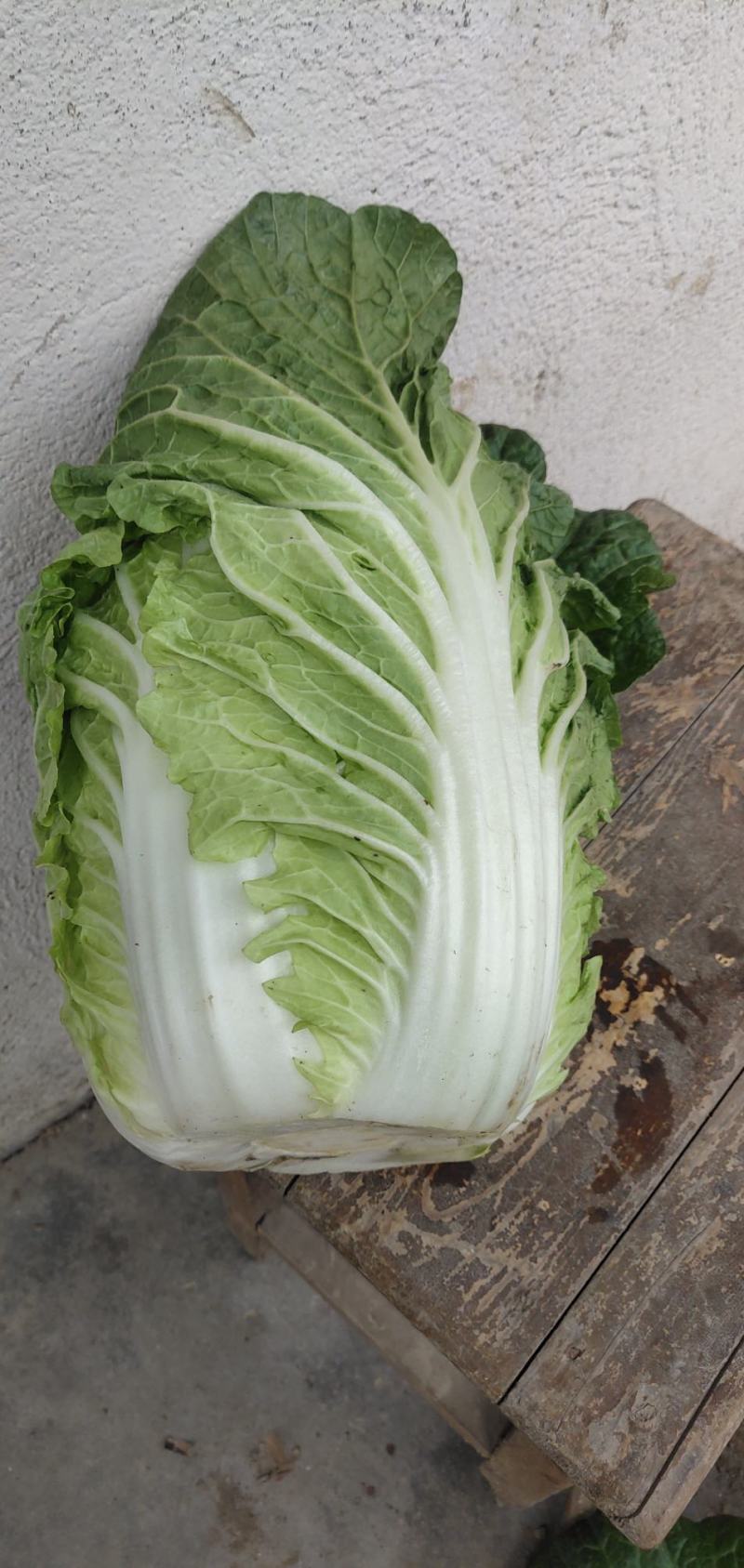 湖北山地王黄心菜，3～5斤，精品散装，袋装均可