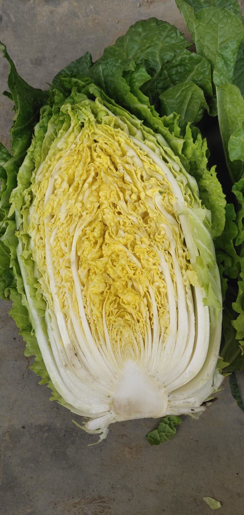 湖北山地王黄心菜，3～5斤，精品散装，袋装均可