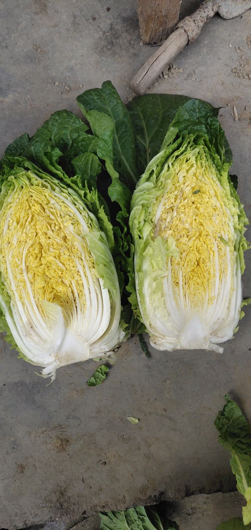 湖北山地王黄心菜，3～5斤，精品散装，袋装均可