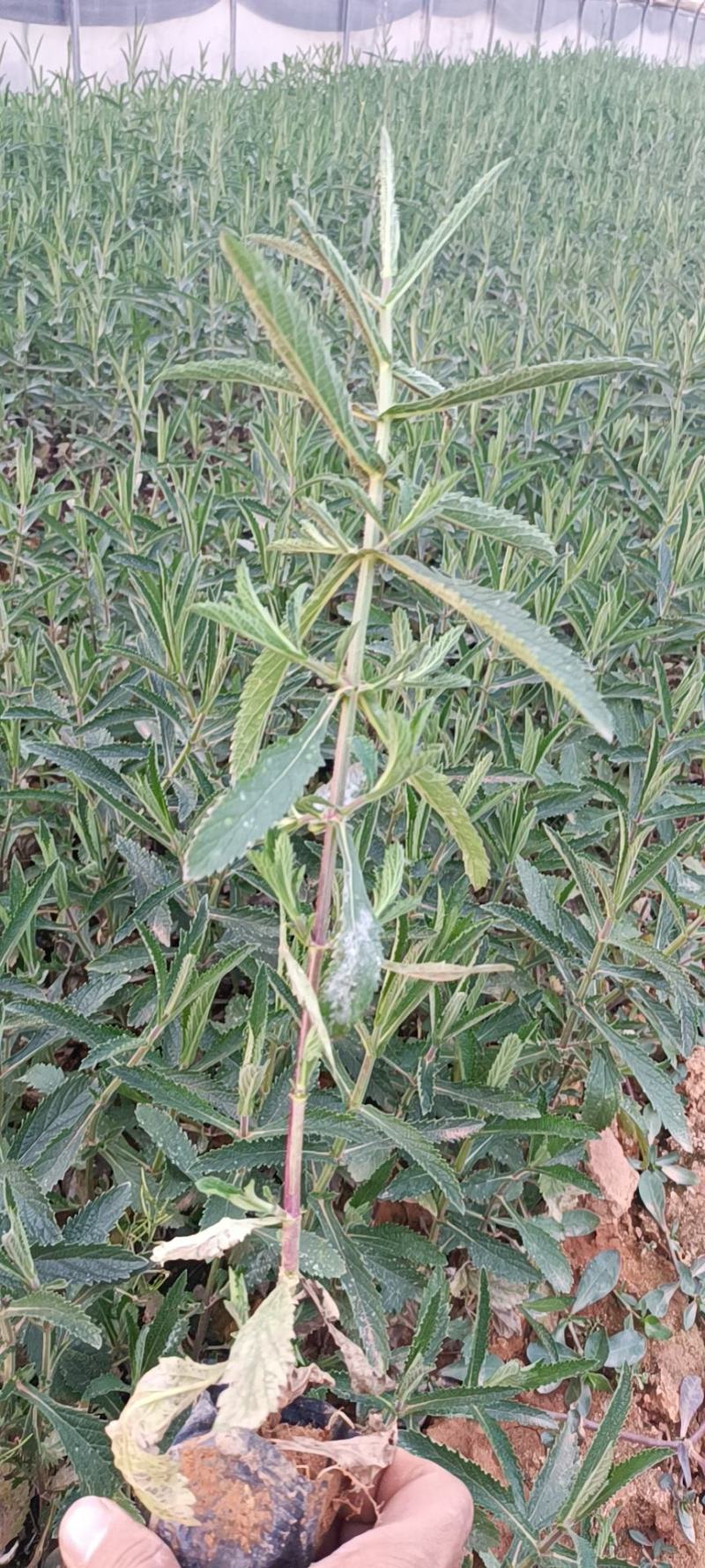 马鞭草柳叶马鞭草马鞭草绿化马鞭草小苗