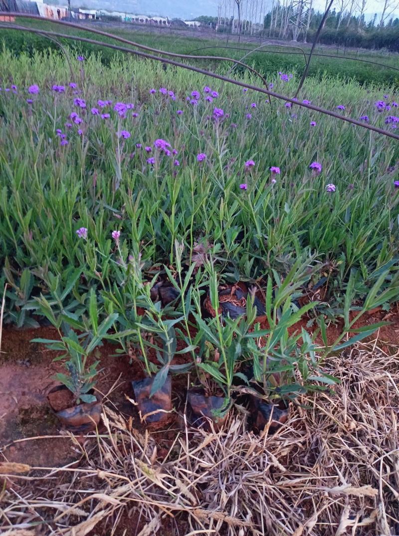 马鞭草柳叶马鞭草马鞭草绿化马鞭草小苗