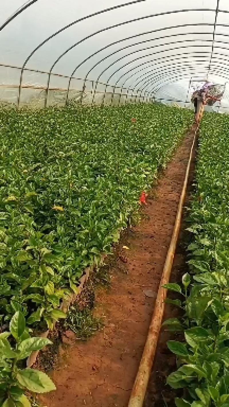 扶桑扶桑花佛桑赤槿长期供应各种规格