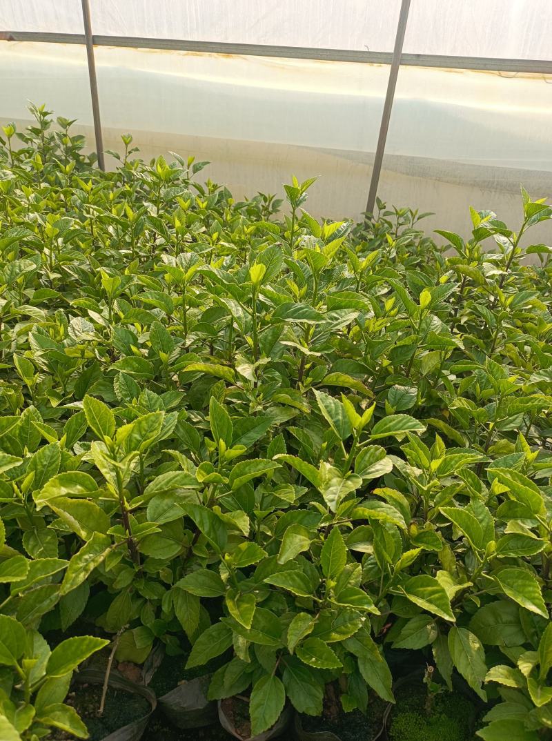 扶桑扶桑花佛桑赤槿长期供应各种规格