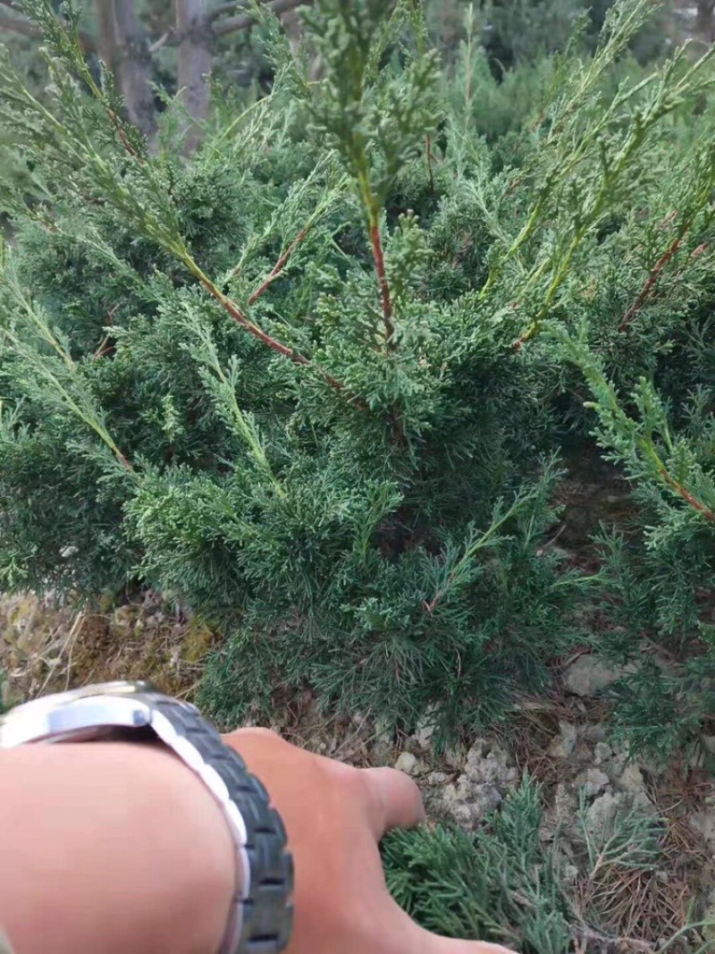 济州真柏大苗，主杆1.5-2左右，矮霸型盆景素材，出枝低