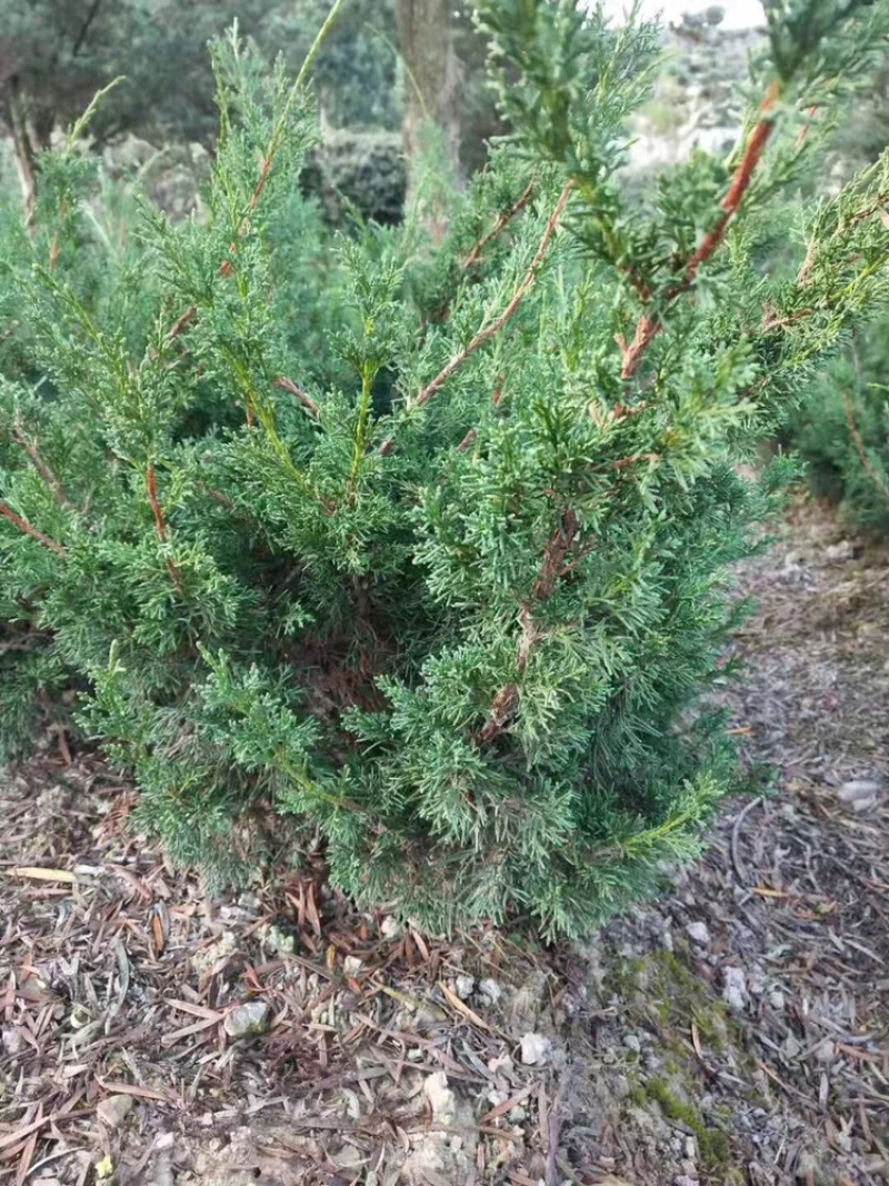 济州真柏大苗，主杆1.5-2左右，矮霸型盆景素材，出枝低