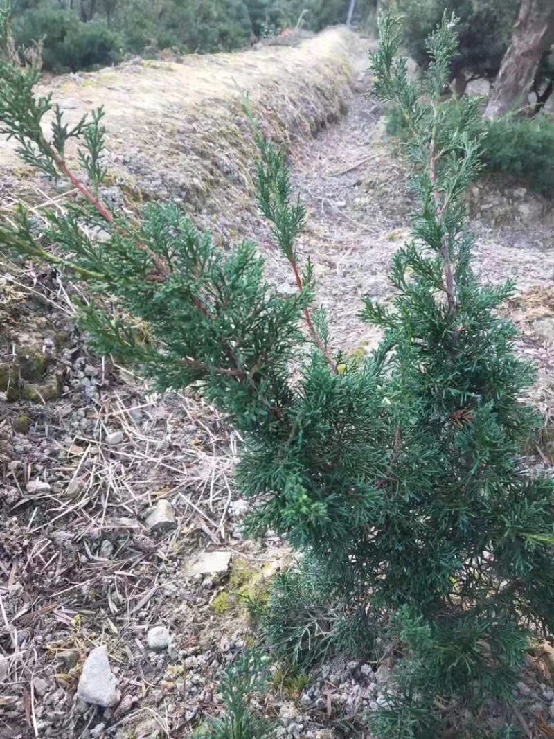 济州真柏大苗，主杆1.5-2左右，矮霸型盆景素材，出枝低