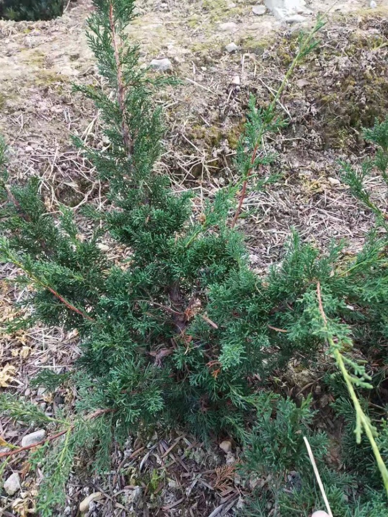 济州真柏大苗，主杆1.5-2左右，矮霸型盆景素材，出枝低