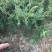 济州真柏大苗，主杆1.5-2左右，矮霸型盆景素材，出枝低