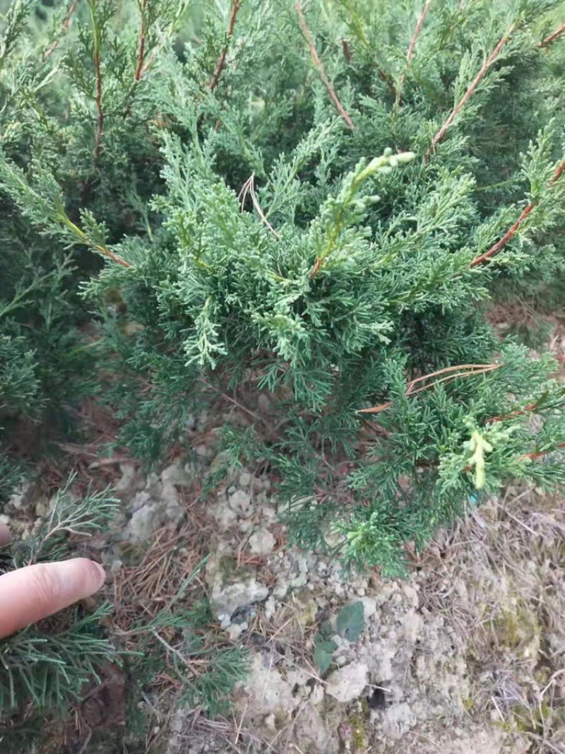 济州真柏大苗，主杆1.5-2左右，矮霸型盆景素材，出枝低
