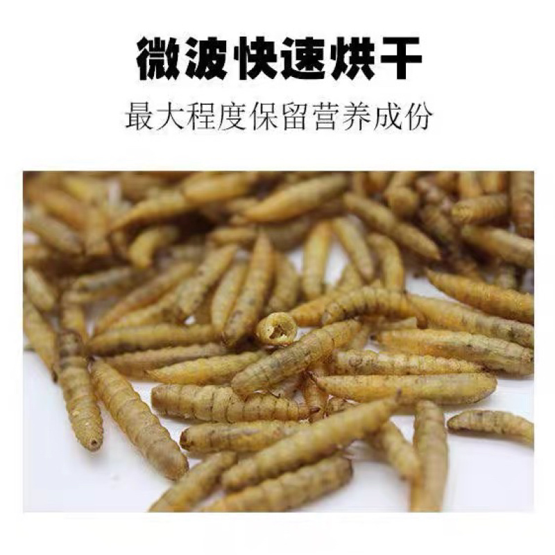 黑水虻微波干虫宠物饲料蛋白质养殖基地直供品相优质出口级别