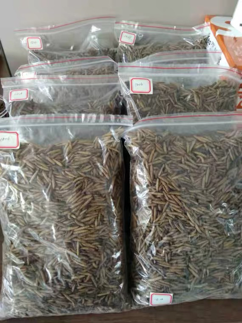 黑水虻微波干虫宠物饲料蛋白质养殖基地直供品相优质出口级别