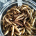 黑水虻微波干虫宠物饲料蛋白质养殖基地直供品相优质出口级别