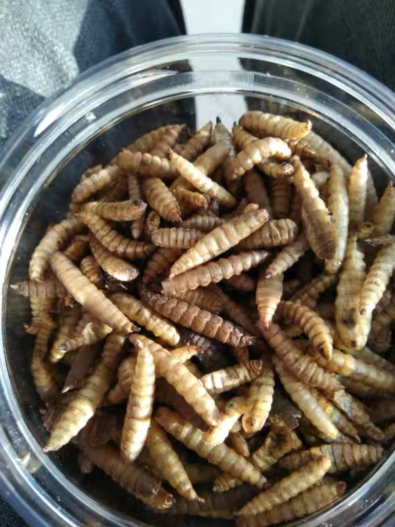 黑水虻微波干虫宠物饲料蛋白质养殖基地直供品相优质出口级别