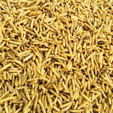 黑水虻微波干虫宠物饲料蛋白质养殖基地直供品相优质出口级别