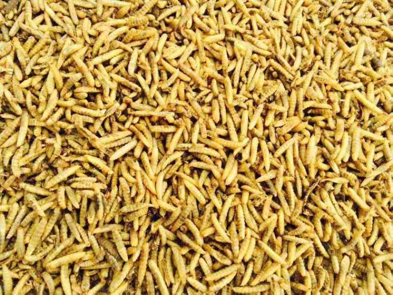 黑水虻微波干虫宠物饲料蛋白质养殖基地直供品相优质出口级别
