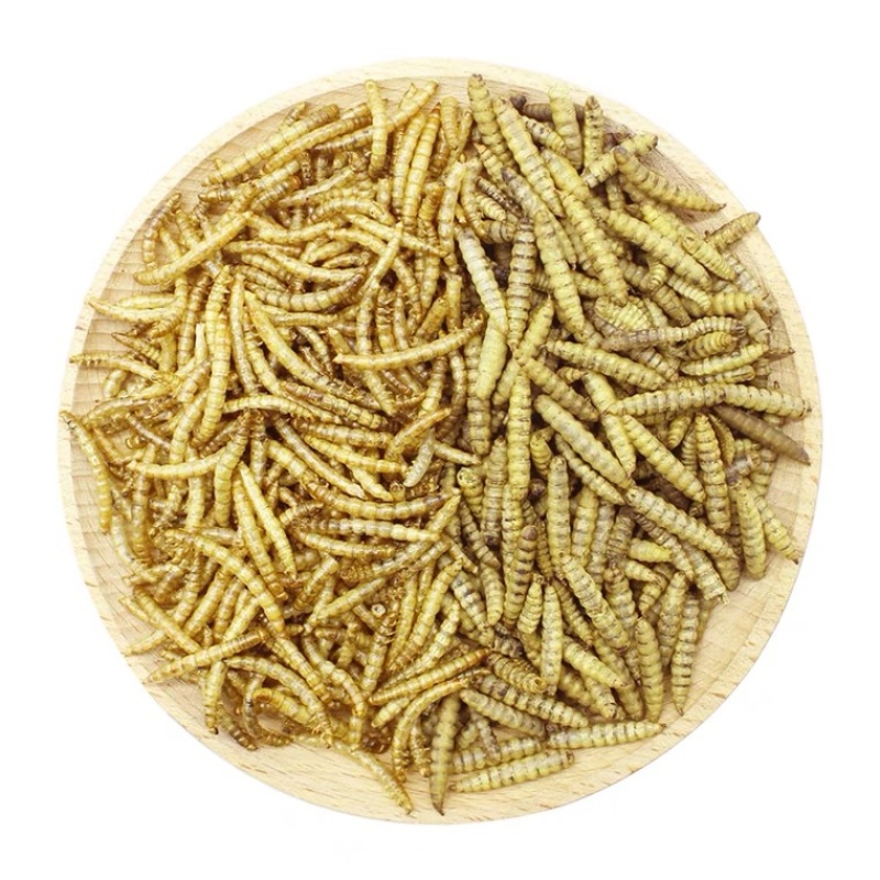 黑水虻微波干虫宠物饲料蛋白质养殖基地直供品相优质出口级别