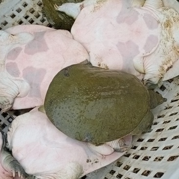 需要甲鱼请联系小游，详谈