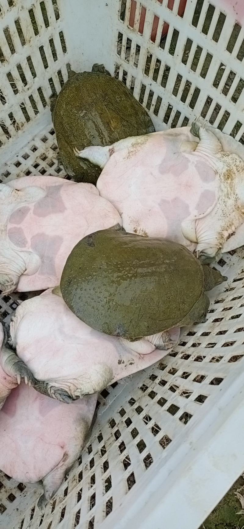 需要甲鱼请联系小游，详谈