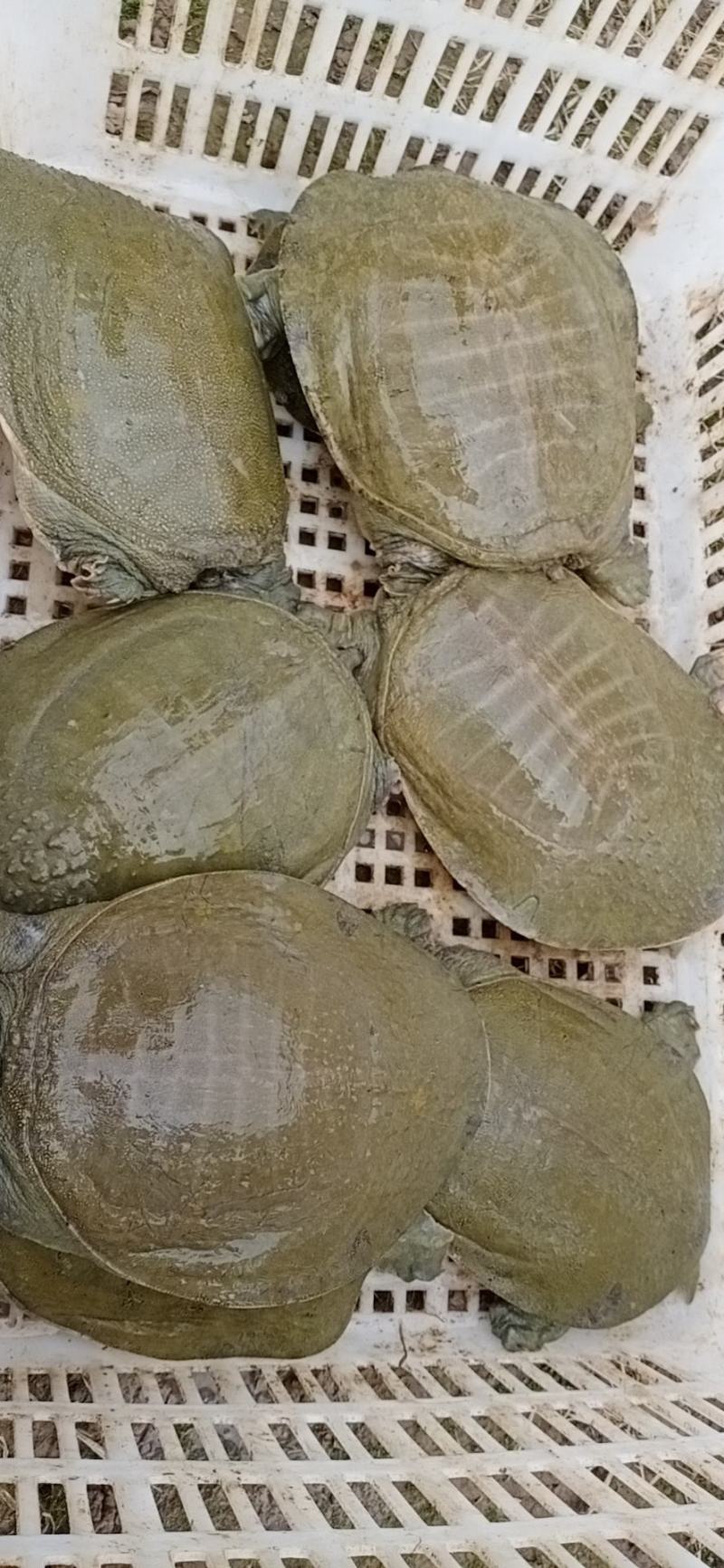 需要甲鱼请联系小游，详谈