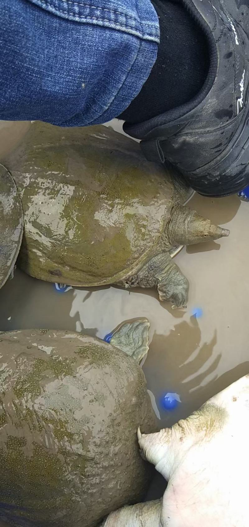 需要甲鱼请联系小游，详谈