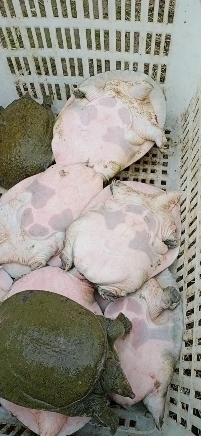 需要甲鱼请联系小游，详谈