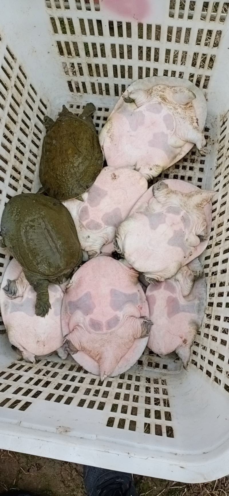 需要甲鱼请联系小游，详谈