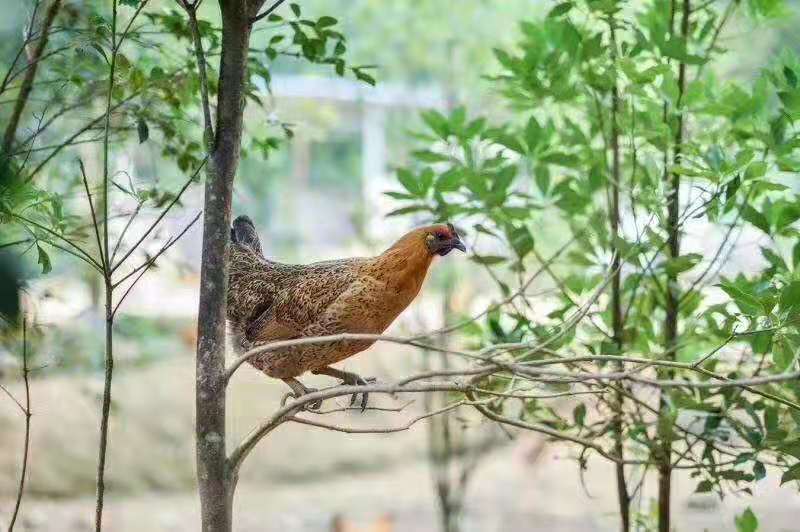 广西凌云大量优质本土散养乌鸡