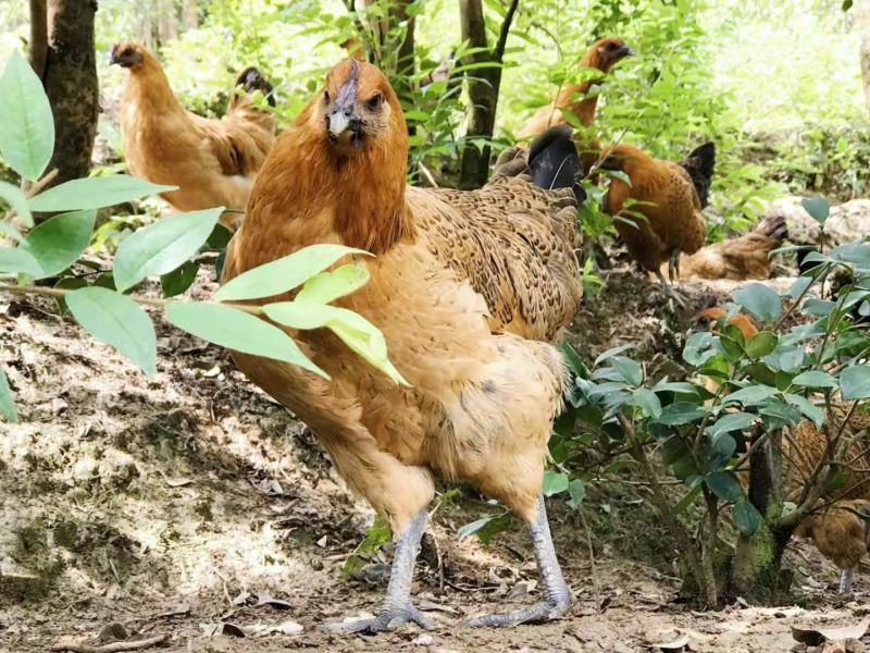 广西凌云大量优质本土散养乌鸡